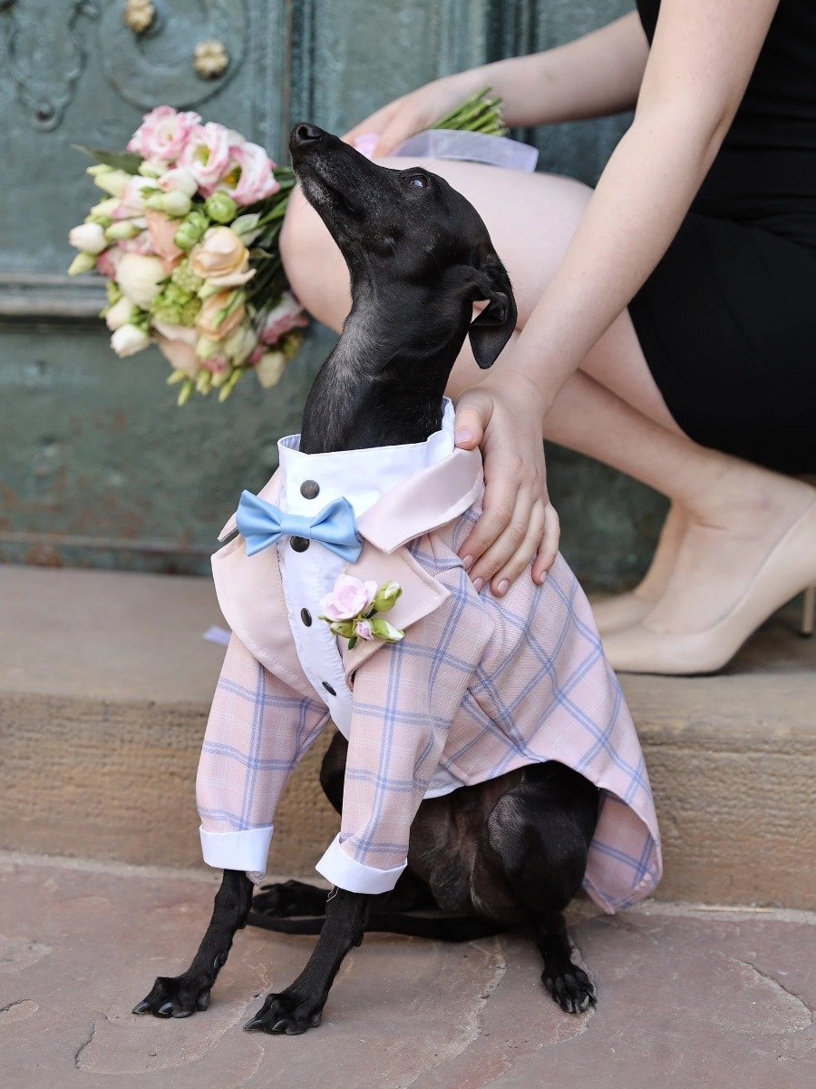 These Wedding Day Pet Ensembles May Just Steal The Show